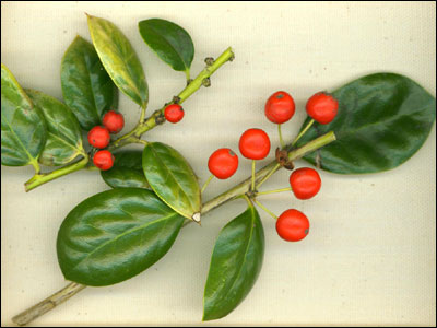 Burford Holly berries