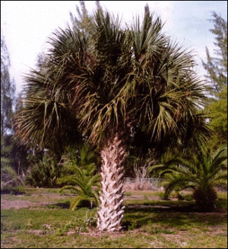 cabbage palm plant