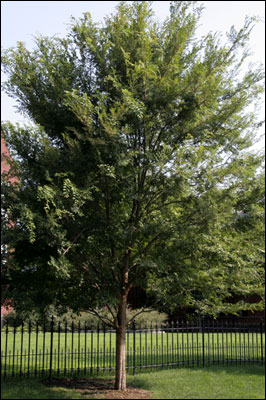 Chinese Elm, courtesy of Smith College Botanic Garden