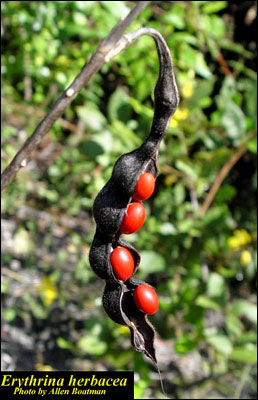 Cherokee bean fruit