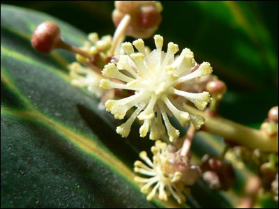 Close up of croton flower