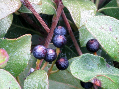 Indian hawthorn fruit