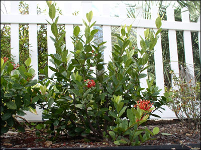Ixora plant
