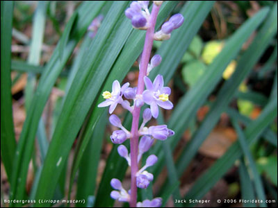 Liriope flower
