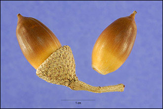 Live oak acorns