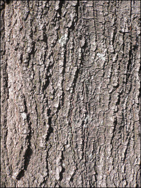 The bark of a live oak
