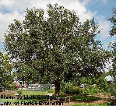 A large mature live oak