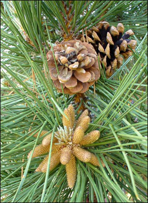 Pine male and female cones