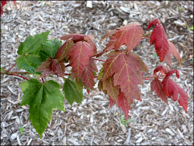 Red maple foliage