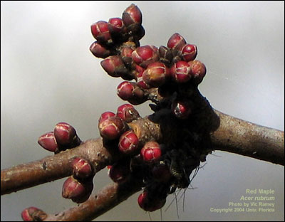 Another photo of red maple fruit