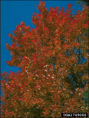 Red Maple University Of Florida Institute Of Food And Agricultural Sciences,Hypoestes