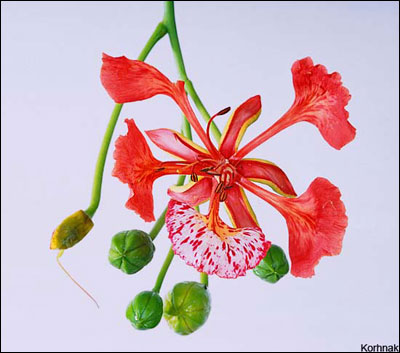 Royal Poinciana flower