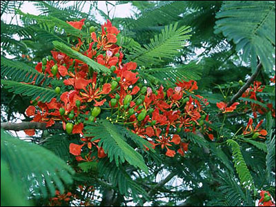 Royal Poinciana flowers and foliage