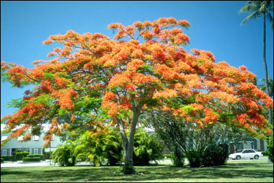 royal poinsettia tree