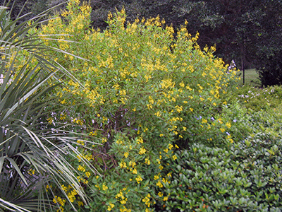 Thryallis plant in bloom