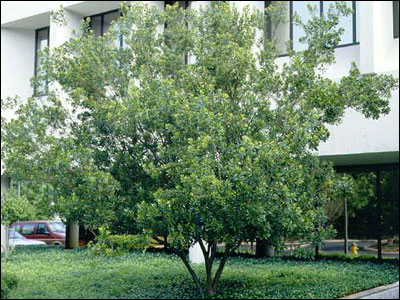 Wax Myrtle tree