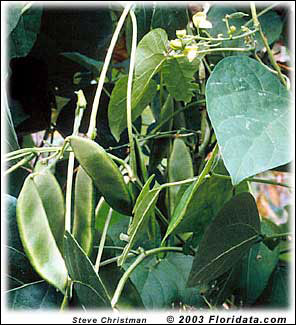 Lima bean plant