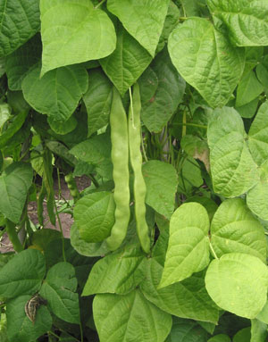Snap bean plant