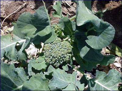 Broccoli plant in the ground