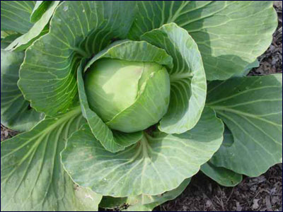 Edible head of cabbage