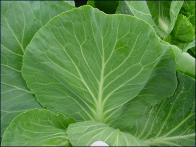 Foliage of cabbage plant