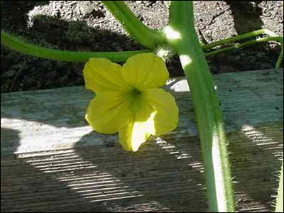 Male cantaloupe flower