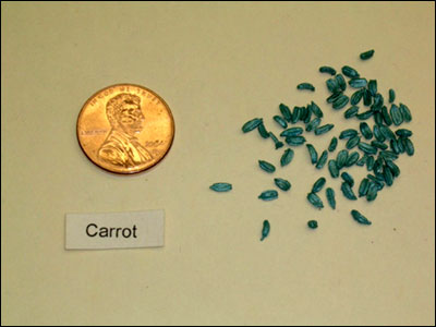 Carrot seeds with penny for size comparison