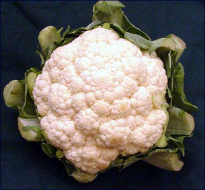 Edible head of cauliflower