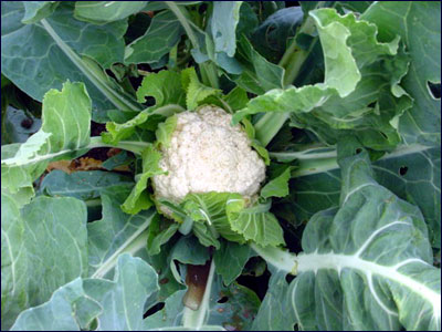 Cauliflower plant