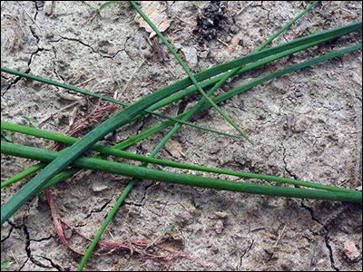 Chives foliage