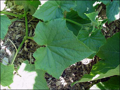 Cucumber leaf