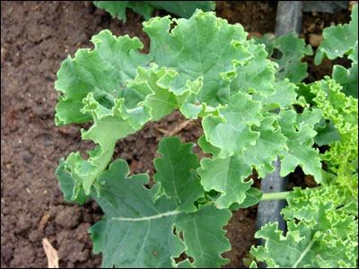 Kale foliage