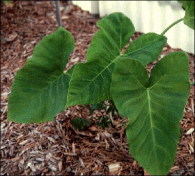 Malanga plant