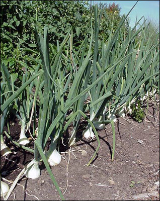Onions growing in a row