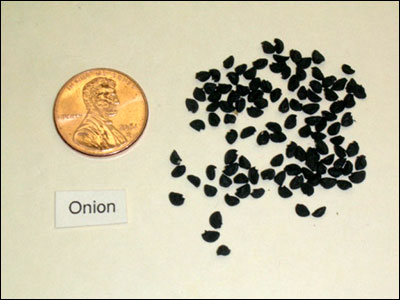 Onion seeds compare in size to a penny