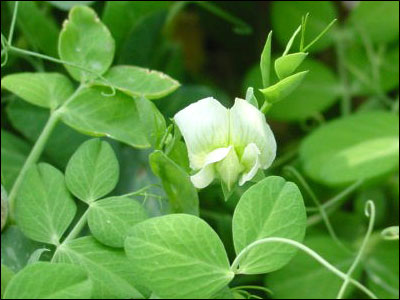 Pea flower