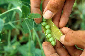 Peas with pod open