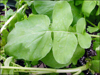 Radish leaf