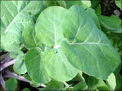rutabaga leaves plant leaf vegetables benefits facts health purdue brassica napus edu
