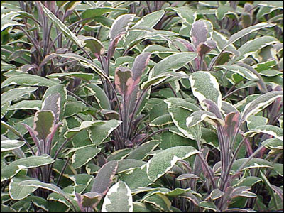sage plant Tricolor