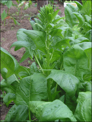 Female spinach plant
