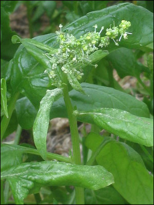 Male spinach flower