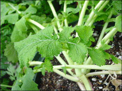 Leaves of turnip plant