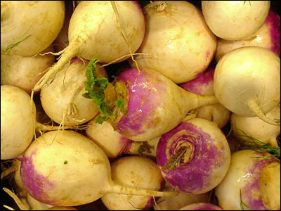 Edible root of turnips