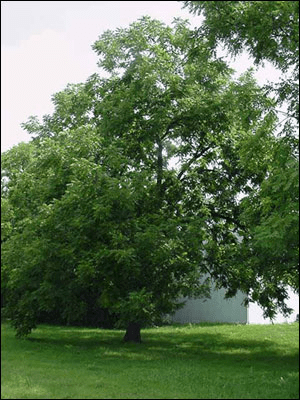 Black walnut tree