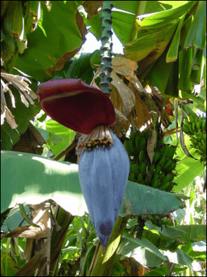 Banana flower