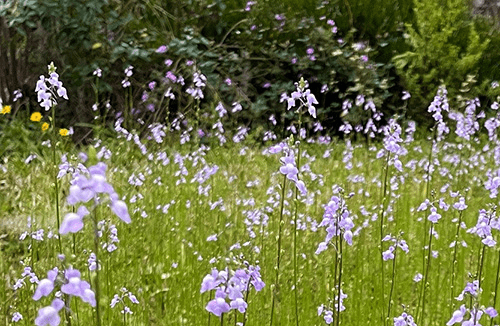 A yard full of tiny purple-blue toadflax flowers, spikes of bell-shaped blossoms on tall single stems