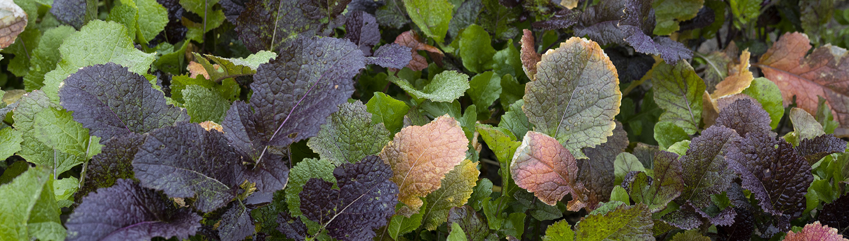 Caliente mustard arugula biofumigant.