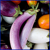 Eggplants of varying color and shapes