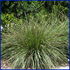 A rounded clump of ornamental grass